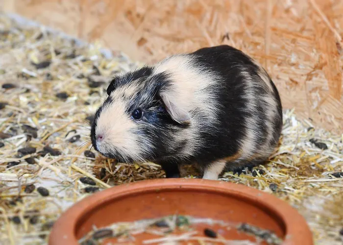 公寓 Waldblick Auf Dem Eschen